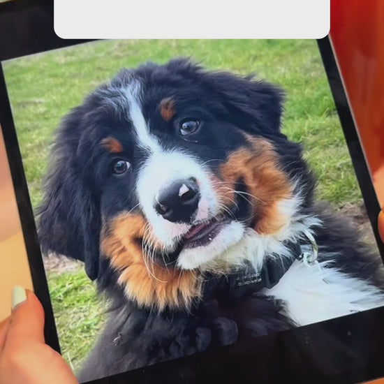 Dog Embroidered Swaeatshirt Custom