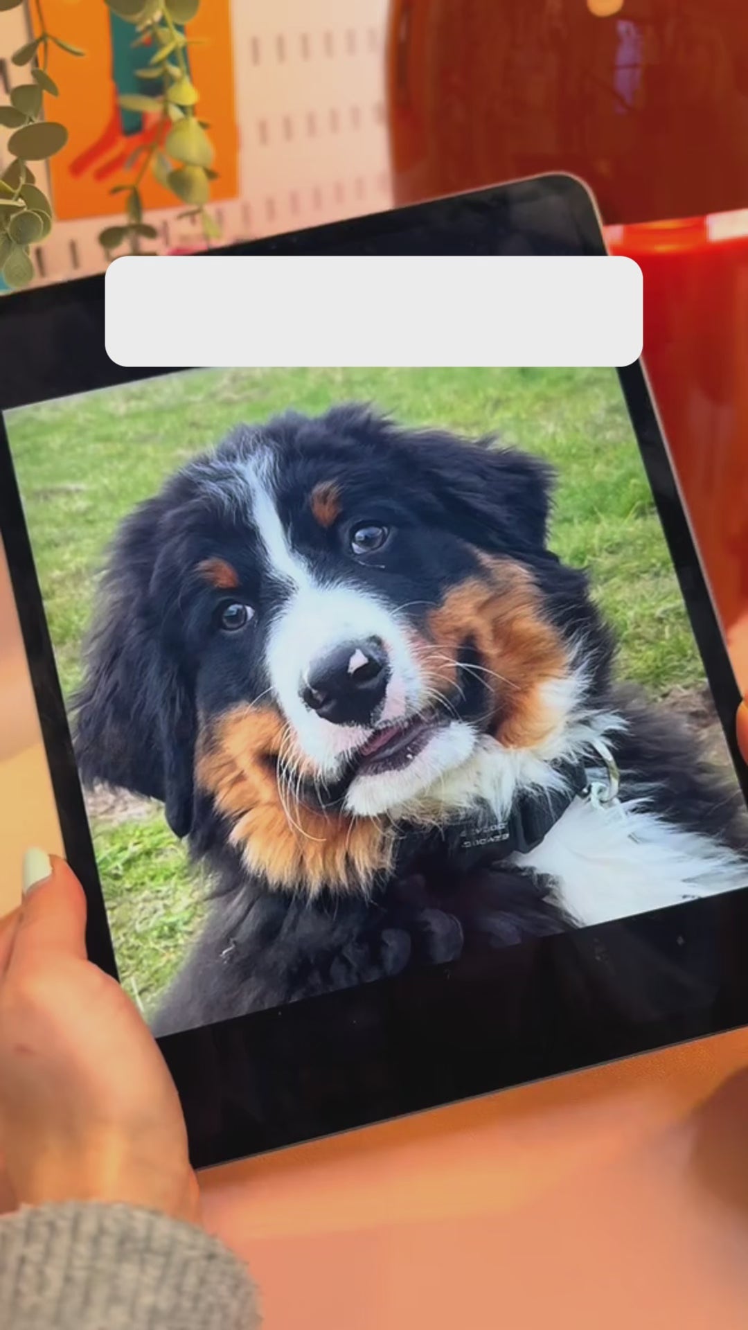 Dog Embroidered Swaeatshirt Custom