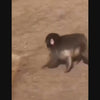 Video Monkey Hug Embroidered Patch Animal Lover